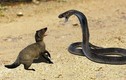 Loài động vật to bằng mèo nhà "va chạm" rắn hổ mang 