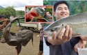 4 loại cá quý hiếm sông Hồng nguy cơ tuyệt chủng, có loại 10 triệu/kg