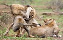 Tại sao động vật đực lại chiến đấu quyết liệt để giao phối?