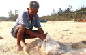 Quảng Nam: Ngư dân vào mùa thu hoạch sứa, thu tiền triệu