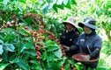 Cổ phiếu bị cảnh báo, “soi” tài sản Cà phê Gia Lai