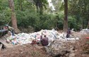 Hàng chục cây Xích Tùng cổ ở Yên Tử sắp bị “đắp” bê tông