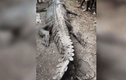 Clip: Dân làng vây bắt cá sấu khổng lồ dài 7 mét ăn thịt người