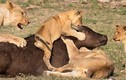 Clip: Trâu rừng chết thảm vì bị sư tử dạy con săn mồi