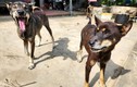 Quảng Ninh: Công bố bệnh dịch dại sau khi một  chó cắn 14 người