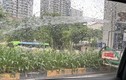 Hà Nội: Đang xác minh việc tưới cây giữa trời mưa lớn