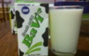 Cục ATTP lên tiếng vụ trẻ uống sữa Ba Vì có “vật thể lạ“