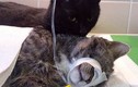 Sửng sốt xem chú mèo y tá chăm sóc động vật bị thương