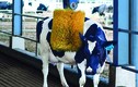 Vinamilk đưa vào hoạt động trang trại bò sữa tại Hà Tĩnh