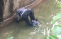 Khỉ đột quăng quật bé 4 tuổi rơi vào chuồng khỉ