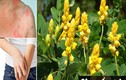 Bài thuốc chữa nhiều bệnh từ cây hoa muồng trâu mùa thu 