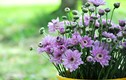 Loại hoa Tết nên trồng để thải độc không khí, ngừa bệnh tật