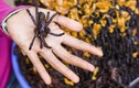 Cách dùng con nhện làm thuốc chữa bệnh cực tốt