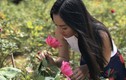 Ảnh: Vườn hoa hồng vạn gốc của nữ luật sư Hà Nội xinh đẹp