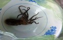 Bạch tuộc cắn chết người ở Thừa Thiên - Huế