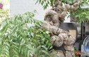 Cây ăn quả quen thuộc thành bonsai lạ, vừa đẹp vừa phong thuỷ