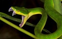 Điểm mặt 6 loài rắn lục cực độc có mặt ở Việt Nam