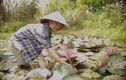 “9x xứ Thanh” bỏ phố về quê hiện thực giấc mơ nông nghiệp sạch