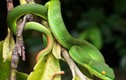 Phát hãi 5 loài rắn cực độc, hay bò vào nhà cắn người ở VN