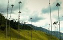 Kinh ngạc thung lũng cọ khổng lồ, kỳ dị ở Colombia