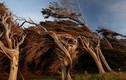 Kỳ quái cây biến dạng ở New Zealand
