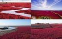 Kinh ngạc bãi biển đỏ rực ở TQ vào mùa thu