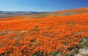 Thung lũng hoa anh túc khổng lồ ở California