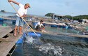 Kiên Giang: Làng biển đổi đời nhờ nuôi loài “cá bạc tỷ“