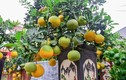 Bưởi bonsai cỡ nhỏ “độc lạ” hút khách chơi Tết