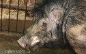 "Quái vật" lợn rừng 200kg, da dày cộp, móng khủng