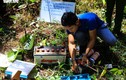 Khoan lỗ 20 cm rồi đổ thuốc diệt cỏ hạ độc 3.500 cây thông ở Lâm Đồng