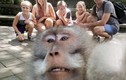 Bất ngờ khỉ chụp ảnh “tự sướng” ấn tượng như người