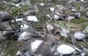 Hơn 200 con tuần lộc chết la liệt vì thiếu thức ăn