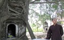 Ly kỳ cây sanh 300 tuổi có “phép lạ” ở Vĩnh Phúc