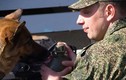 Nga: siêu máy quét mìn không thể thay chó nghiệp vụ