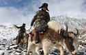 Bò Tây Tạng: Vũ khí đặc biệt của biên phòng Trung Quốc