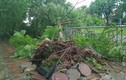 Phượng đổ gãy tràn lan ở Hà Nội sau bão số 1