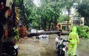 Hà Nội: Gió giật, mưa to khiến 537 cây đổ (*)