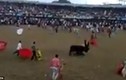 Video: Trêu bò tót, bị húc cực mạnh chết tại trận