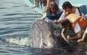 Video: Cá voi khổng lồ bơi sát thuyền, du khách thoải mái vuốt ve