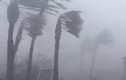 Video: Tôm hùm đất bò lổm ngổm đầy vườn nhà sau siêu bão Michael