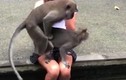 Hai chú khỉ làm chuyện ấy ngay trên đùi du khách khiến thiếu nữ muốn...
