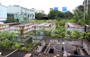 Video: Rừng rậm bao phủ trạm xử lý nước thải tiền tỷ ở Hà Nội