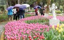 Video: Cánh đồng hoa tulip 180 ngàn bông khoe sắc giữa Thủ đô