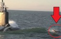 Video: Xem cá heo đua tốc độ với tàu ngầm Mỹ
