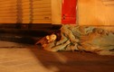 Video: Cám cảnh người vô gia cư chống chọi cái rét đêm đông Hà Nội