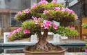 Video: Đỗ quyên bonsai "hét" giá gần 1 tỷ mà vẫn đuổi không hết khách