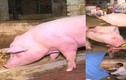 Video: Dâng hoa quả, mắc màn ngủ phục vụ "Ông lợn" trong lễ hội