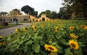 Video: Du khách mê mẩn vườn hoa 2.000 m2 tại Hoàng thành Thăng Long