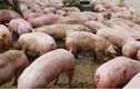 Video: Lan tin đồn dịch tả lợn, thương lái ép giá khiến người dân lao đao